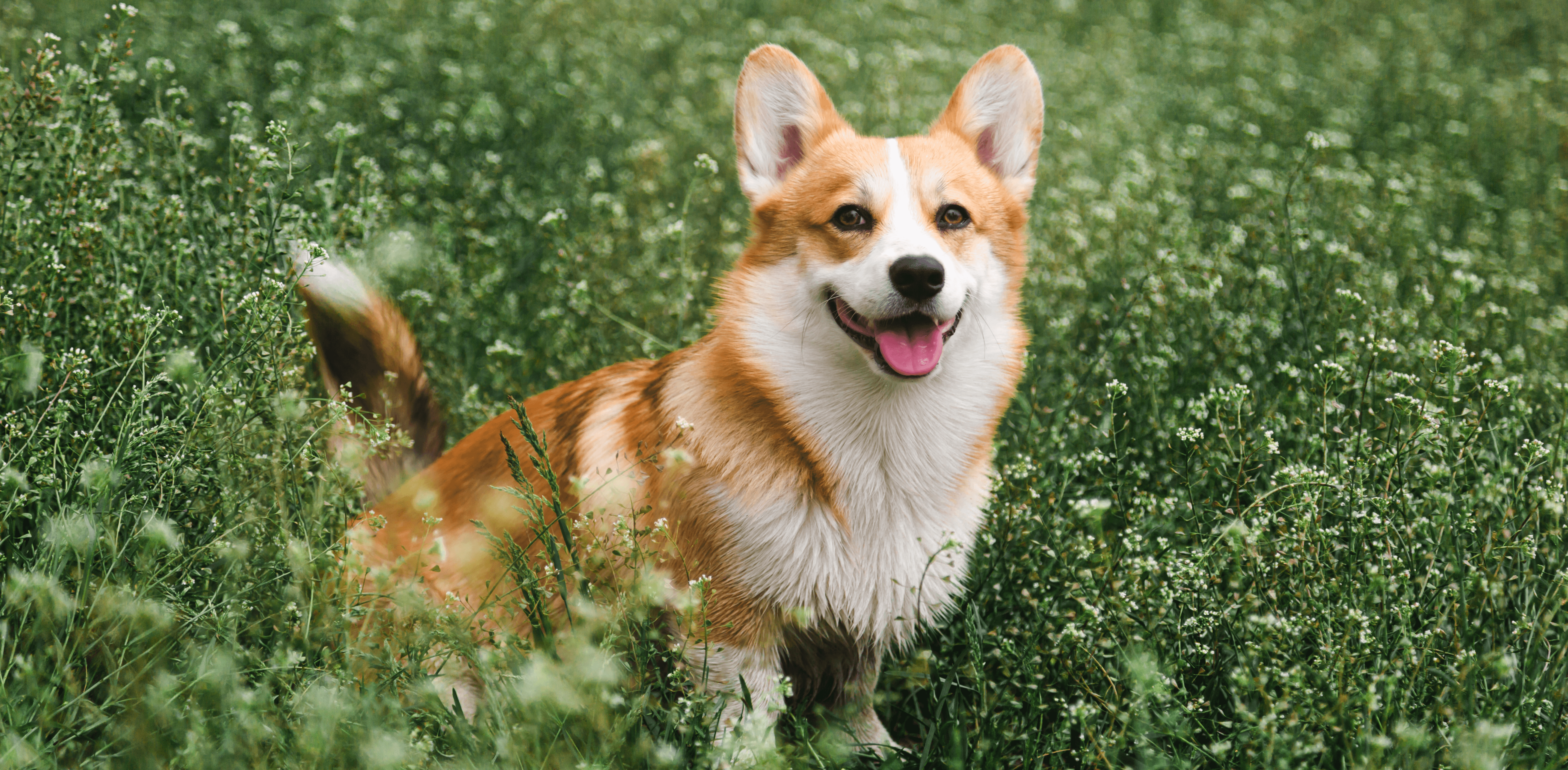 Тестируем и оптимизируем: как продавцу мисок для собак снизить CPF в 35 раз – Кейс о работе с VK Рекламой